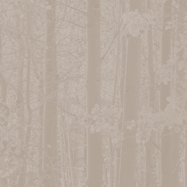 Lee Caggiano Aspen Speech Therapy